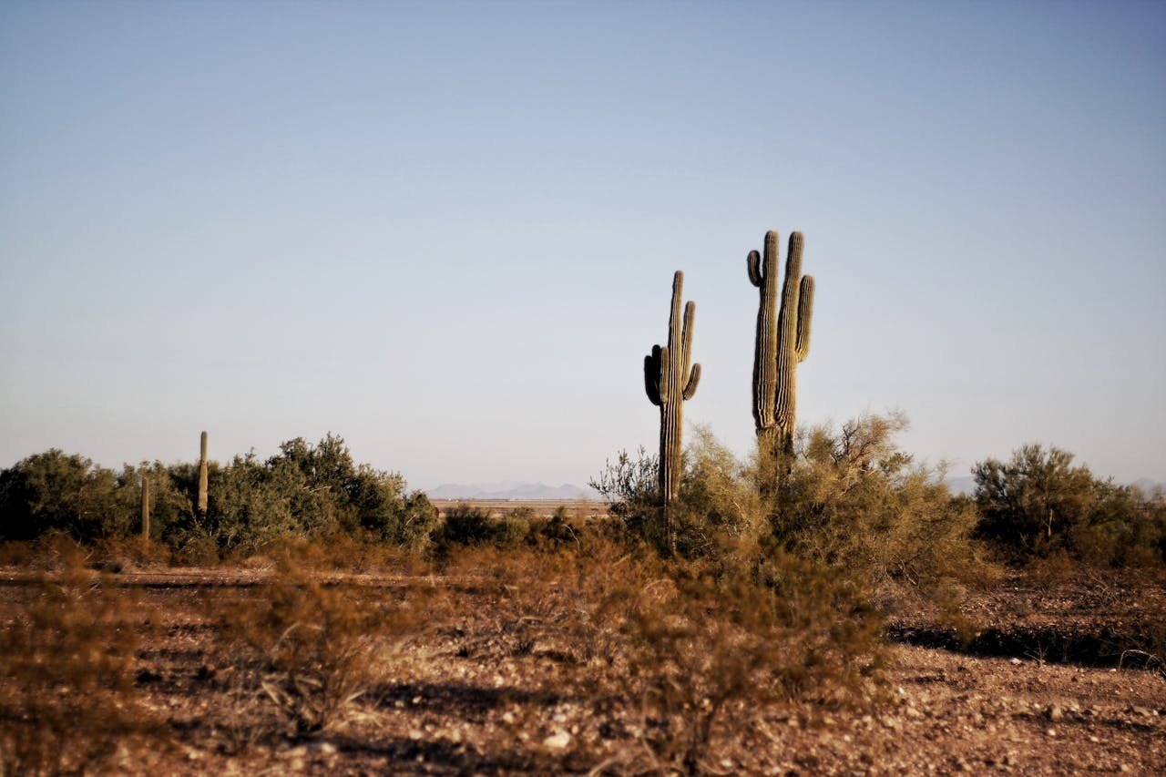 Two cactus plants during daytime