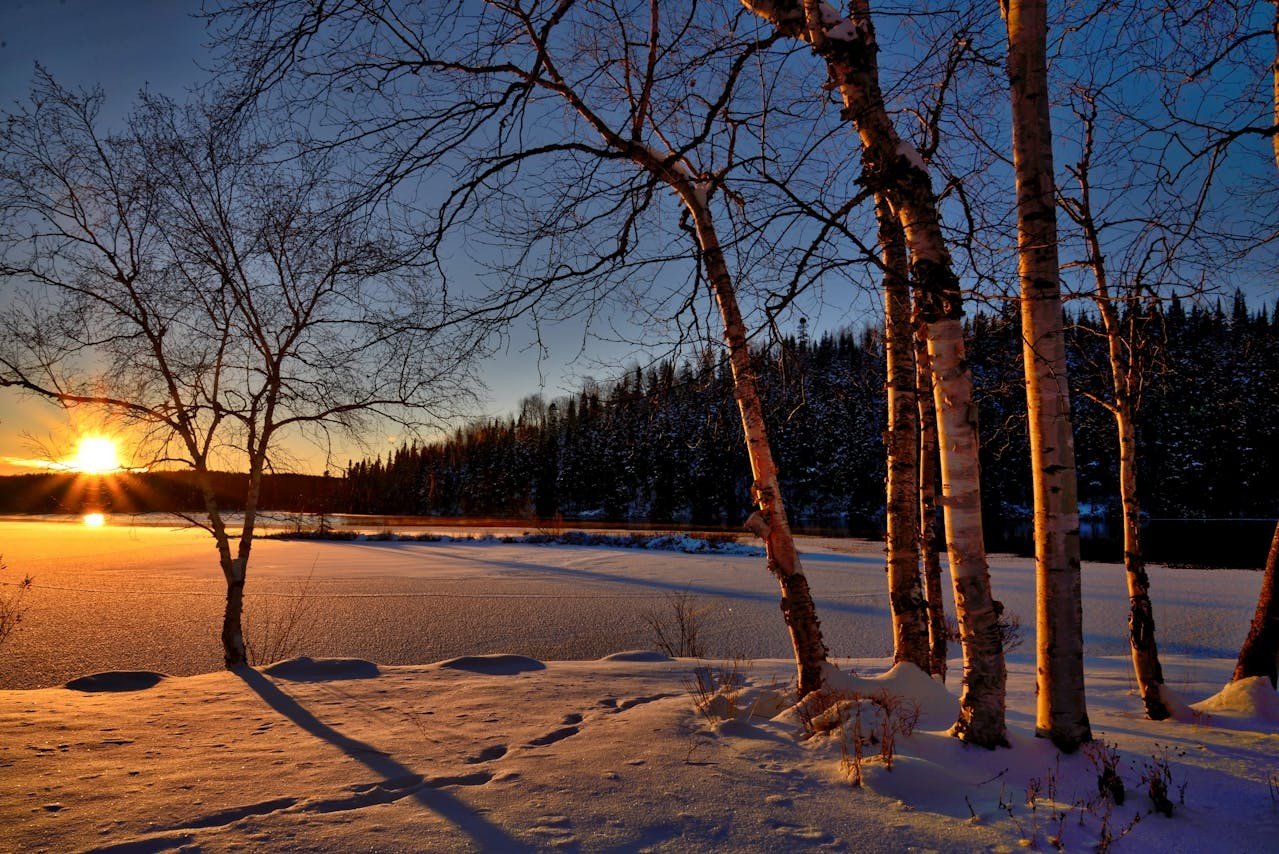 Snowy field during a golden hour.